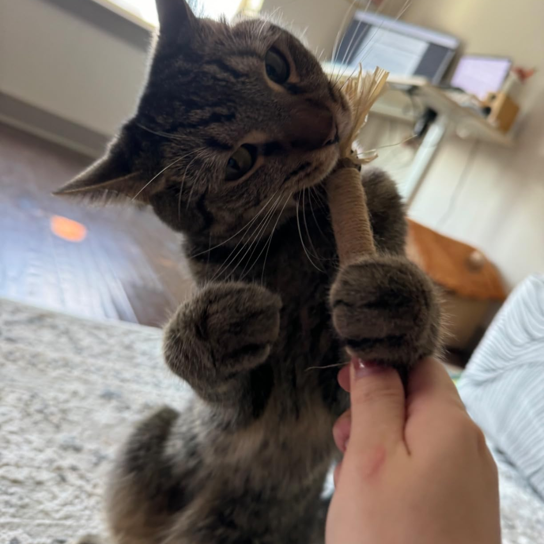 Comfora Pure Silvervine Dental Sticks