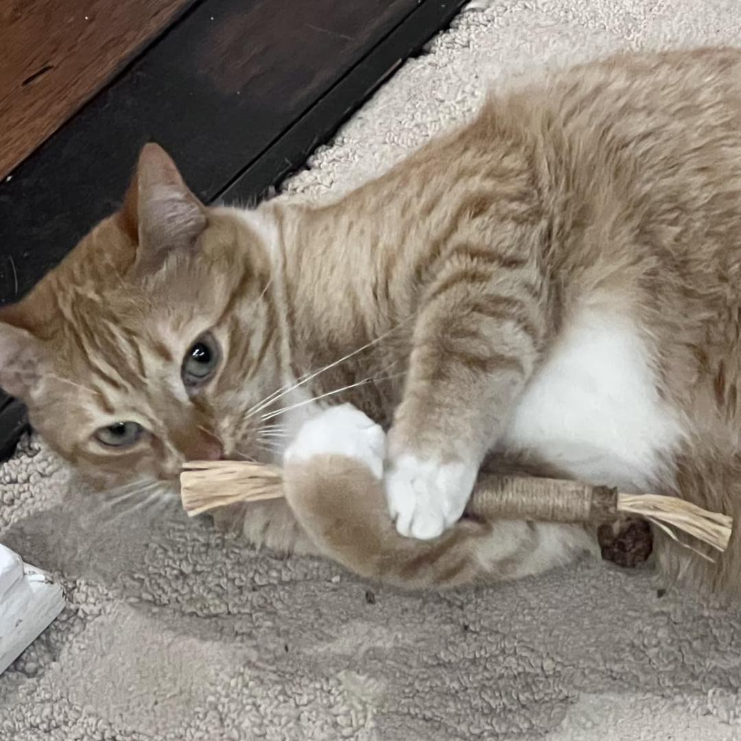 Comfora Pure Silvervine Dental Sticks